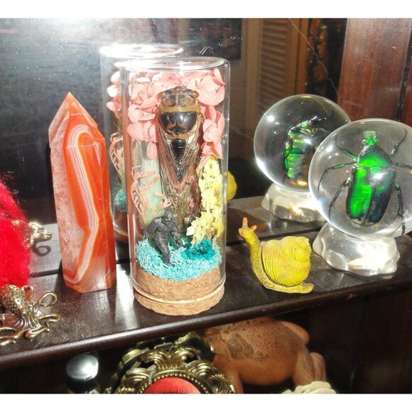 Cicada & Bigfoot Oddity Jar curiosity dome cryptid insect taxidermy floral goth - Picture 3 of 16